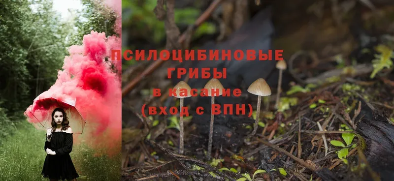 Псилоцибиновые грибы Magic Shrooms  Аркадак 